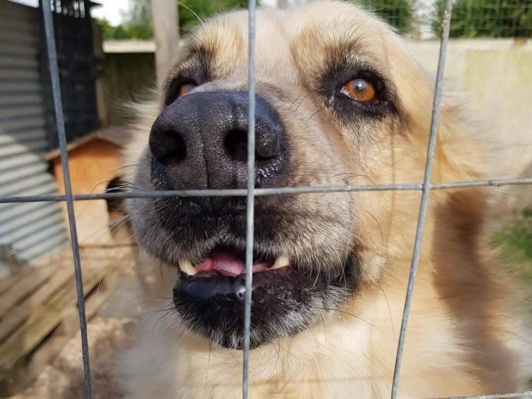 Adozione cane, maschio, Razza sconosciuta Razza sconosciuta, 12 anni e 6 mesi, taglia grande, Taranto