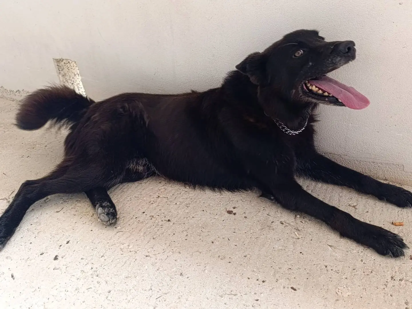 Vuoi adottare un cane a Bari?