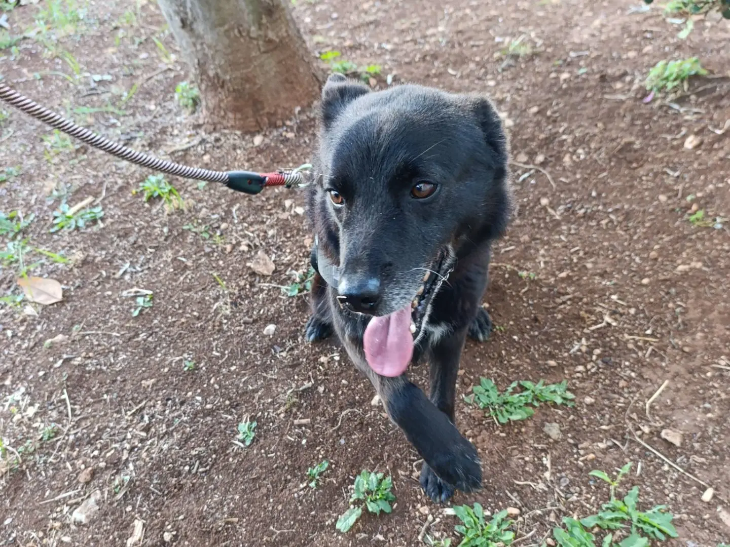 Adotta il cane Rocky a Bari