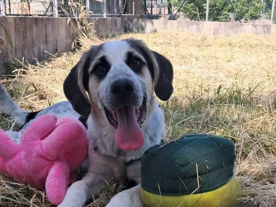 Vuoi adottare un cane a Avellino?