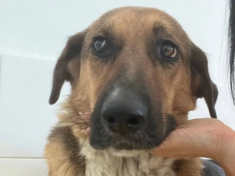 Adozione cane, femmina, Razza sconosciuta Razza sconosciuta, 5 anni e 1 mese, taglia media, Crotone