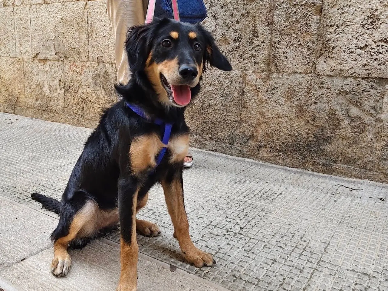 Adozione cane, femmina, Razza sconosciuta Razza sconosciuta, 5 mesi, taglia media contenuta, Barletta