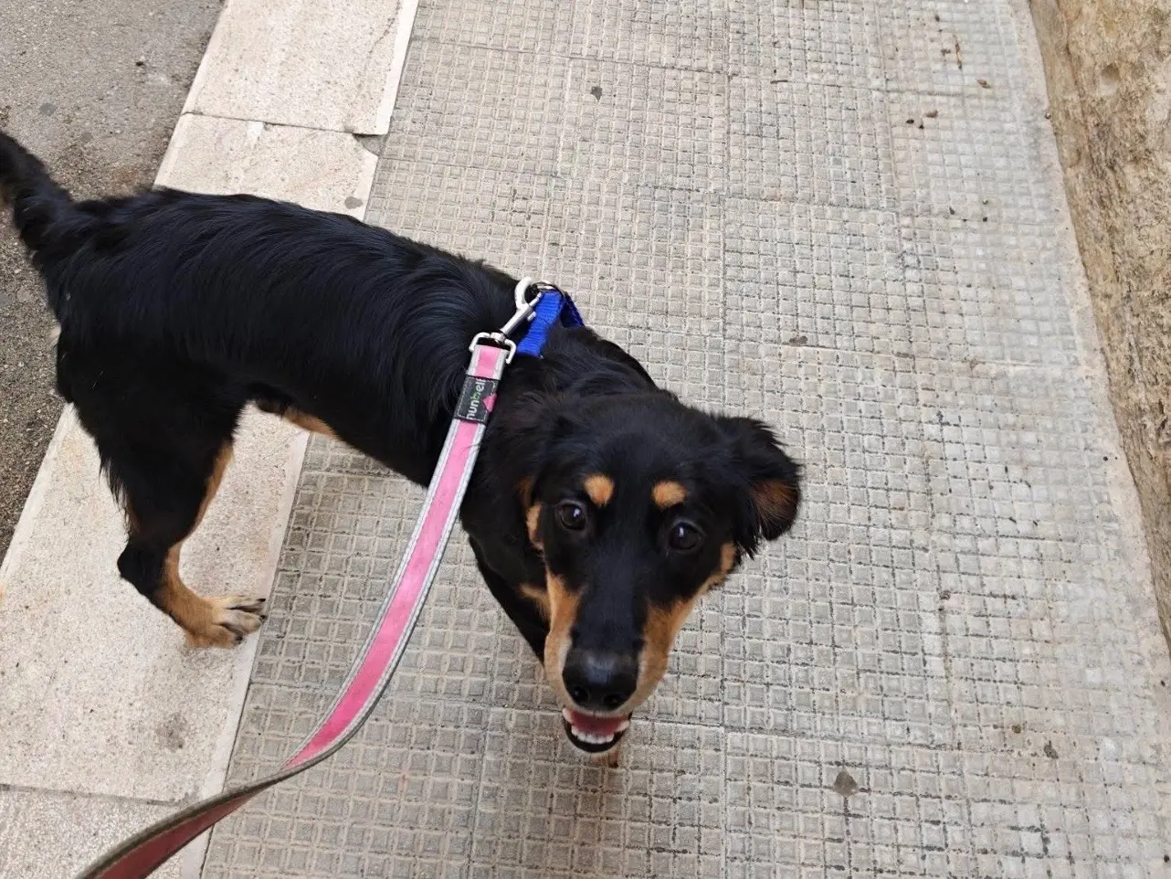 Vuoi adottare un cane a Barletta?