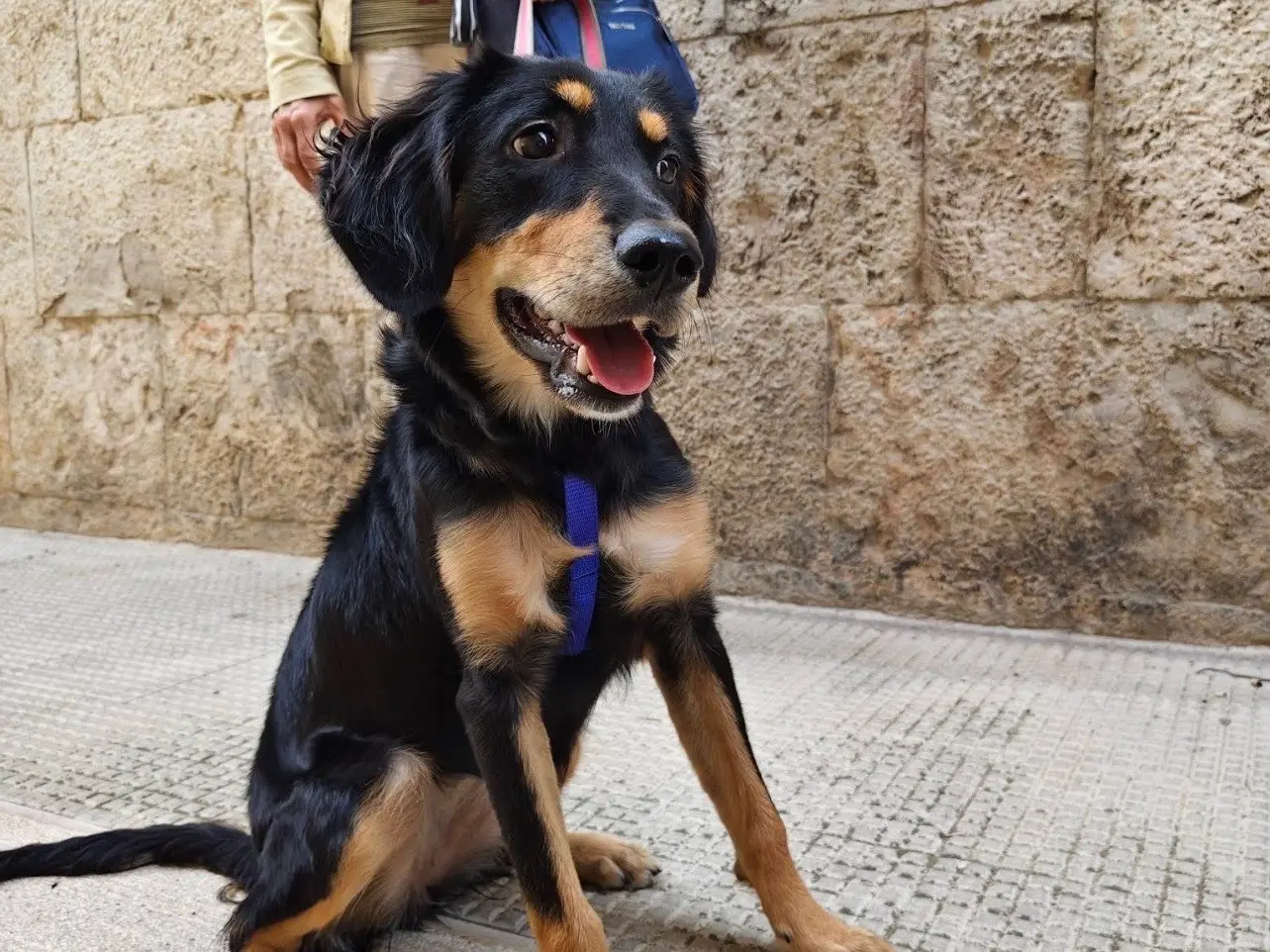 Adotta un cane, femmina, 5 mesi, Barletta