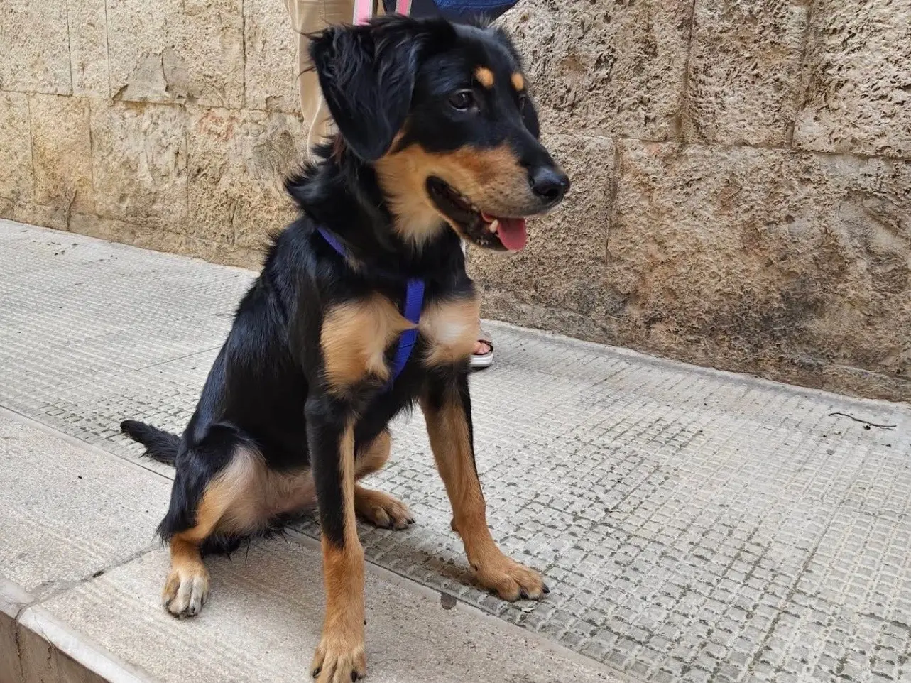 Adotta un cane, taglia media contenuta, femmina, Barletta