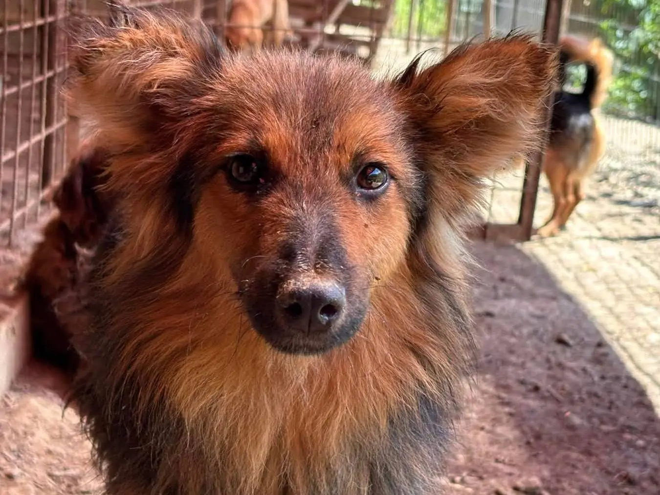 Adotta il cane CHIARLIE a Firenze