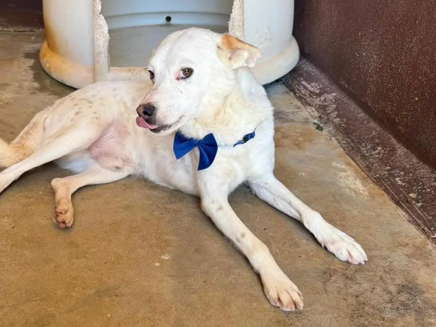Adotta un cane, maschio, 8 anni e 3 mesi, Sud
