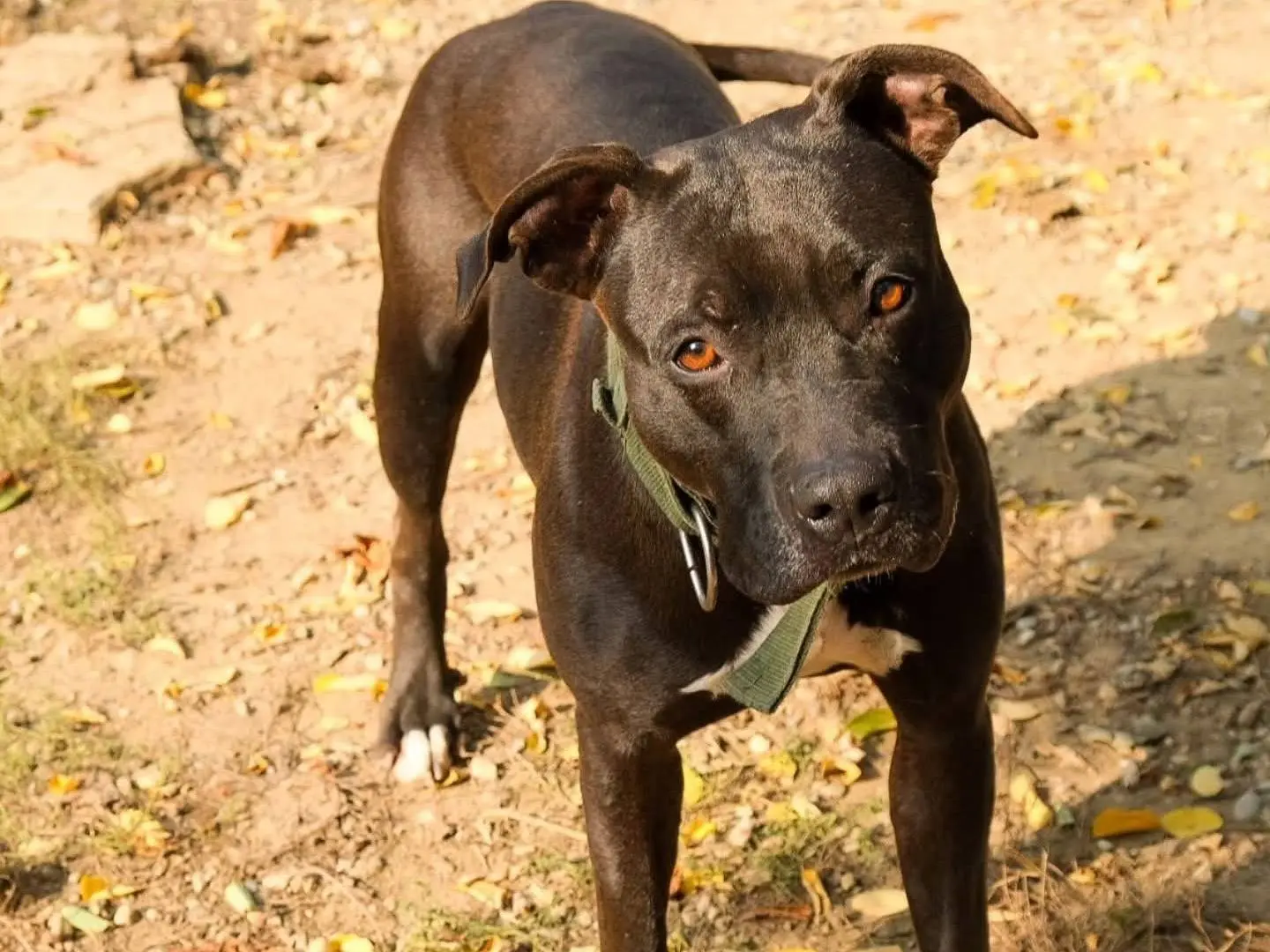 Adozione cane, femmina, Pitbull Razza sconosciuta, 6 anni e 2 mesi, taglia media, Torino