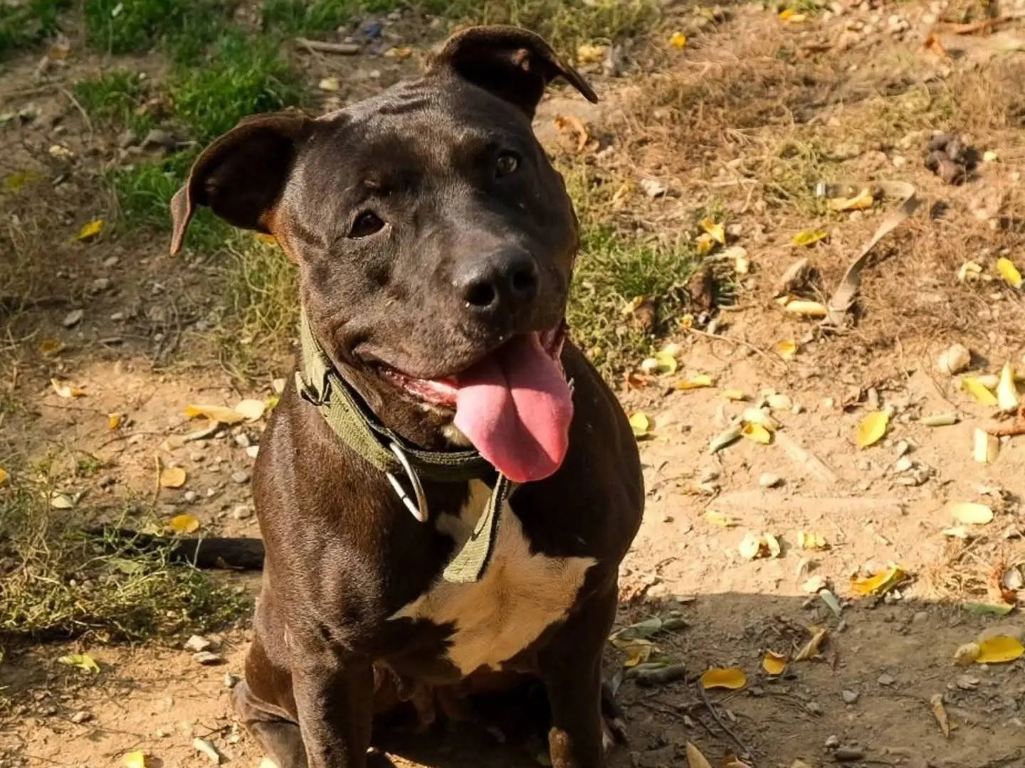 Vuoi adottare un cane a Torino?