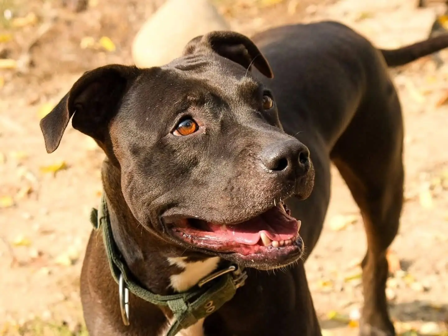 Adotta un cane, taglia media, femmina, Torino