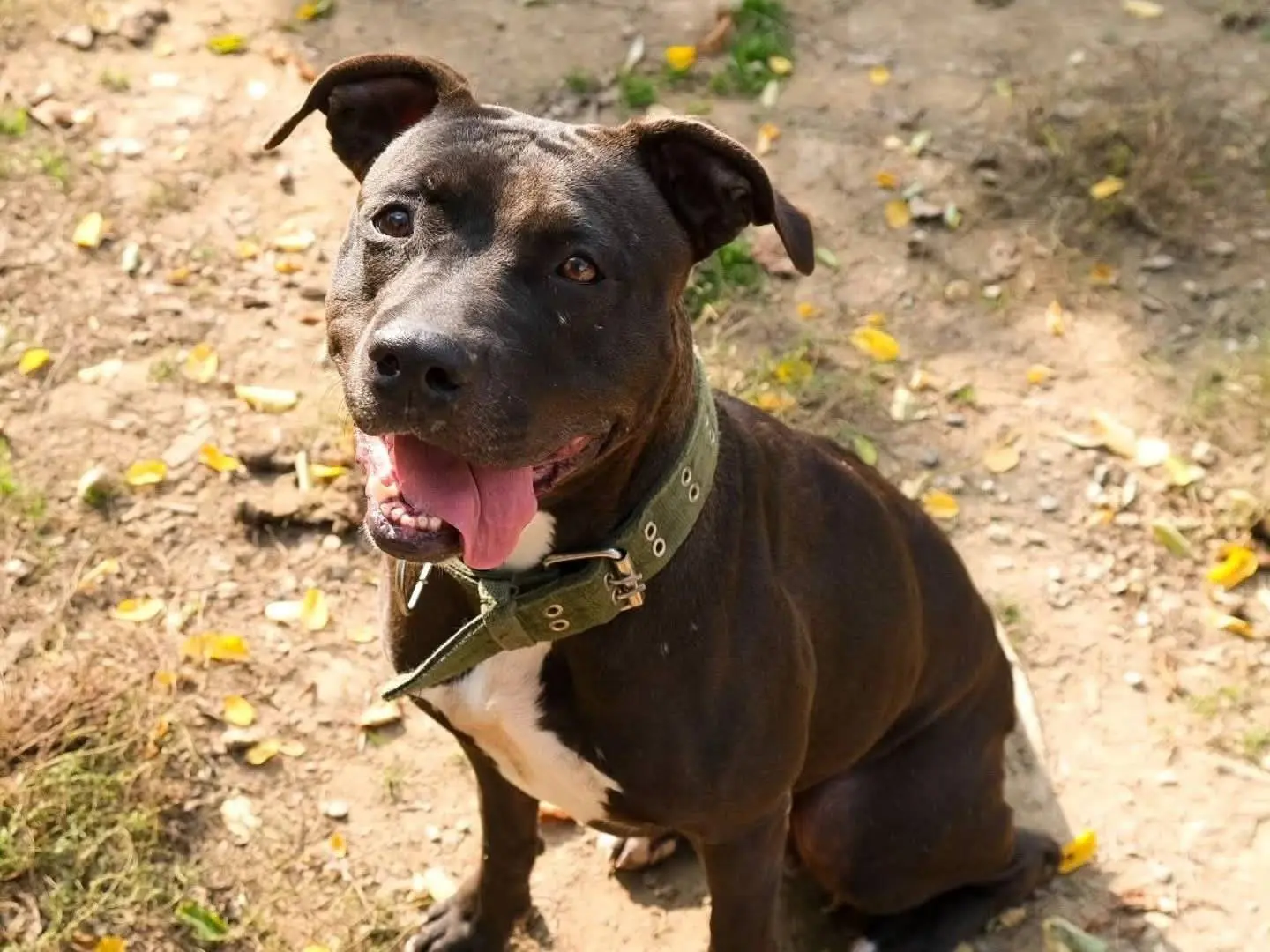 Adotta un cane, femmina, 6 anni e 2 mesi, Torino