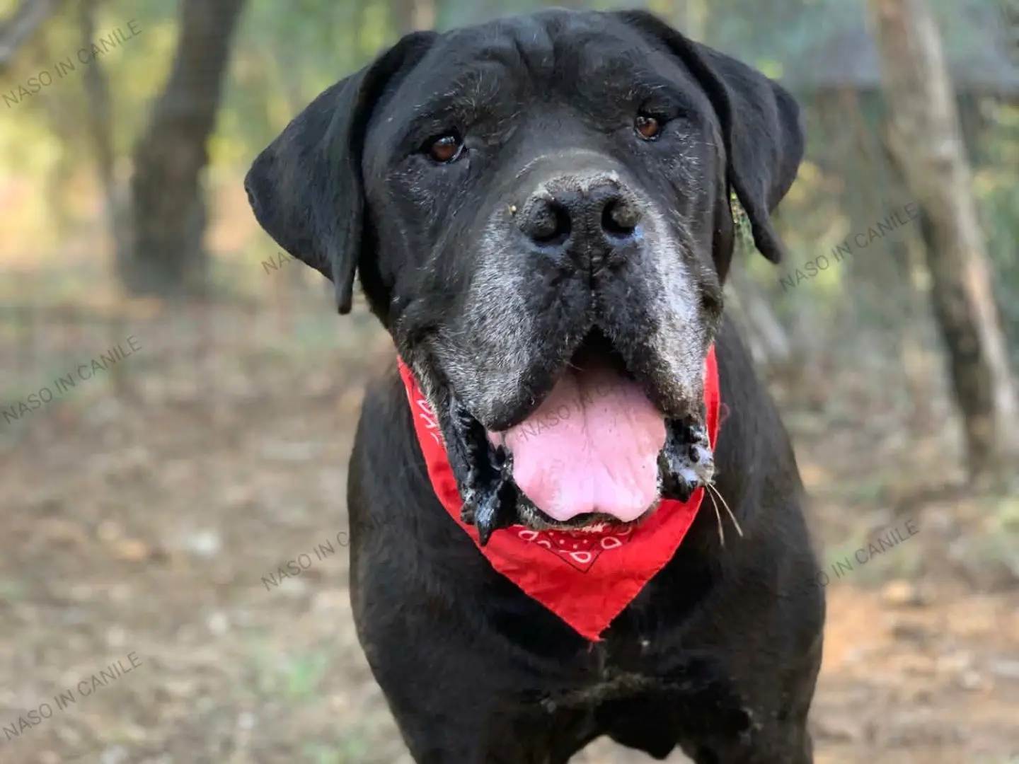 Adozione cane, maschio, Razza sconosciuta Razza sconosciuta, 10 anni e 4 mesi, taglia gigante, Latina