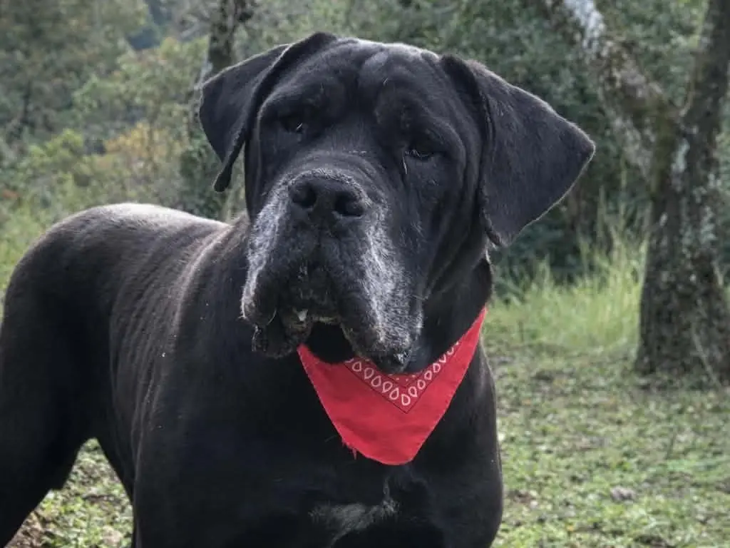 Adotta un cane, taglia gigante, maschio, Latina