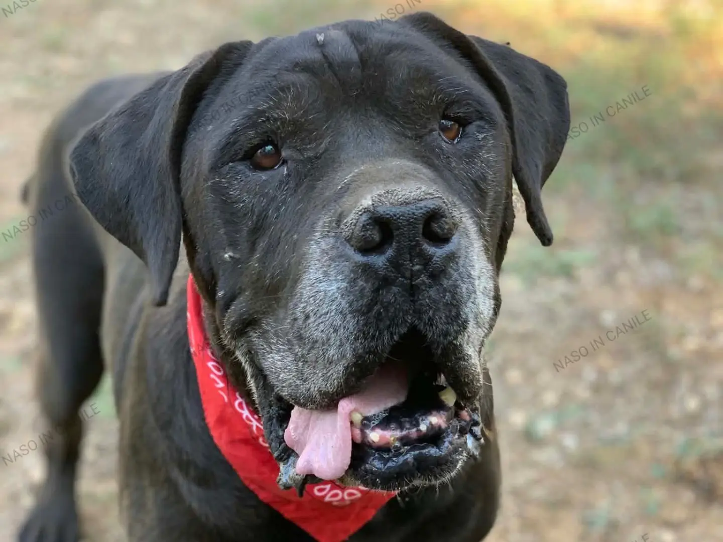 Adotta il cane Ciro a Latina