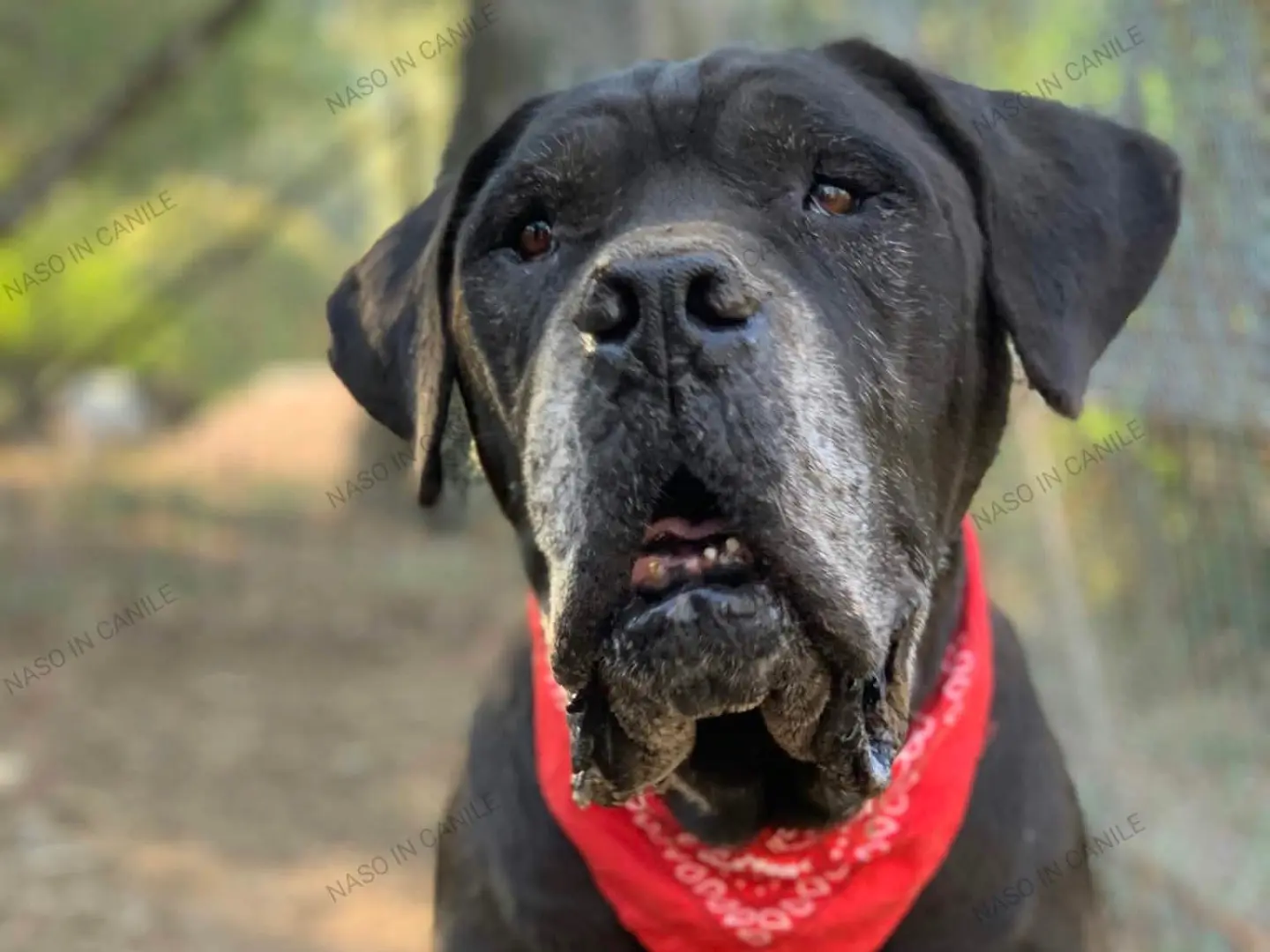 Adotta un cane, maschio, 10 anni e 4 mesi, Latina