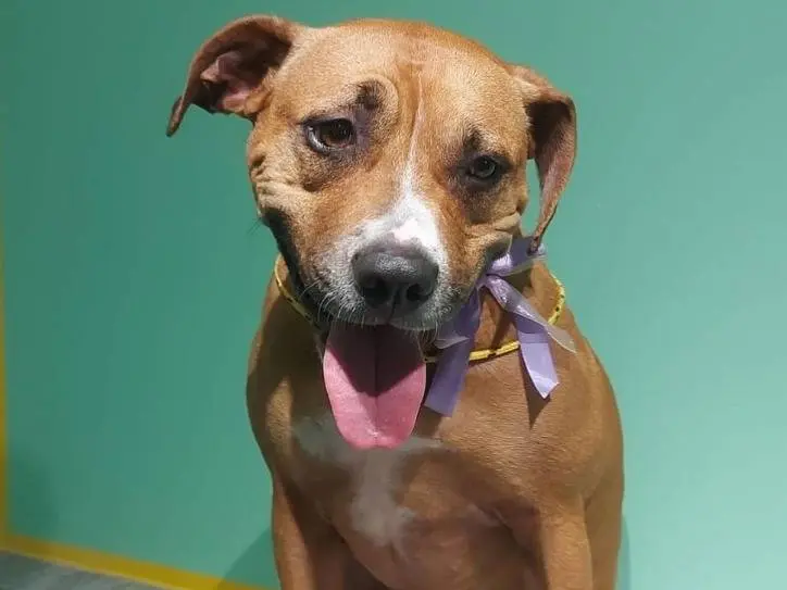 Adotta un cane, femmina, 6 anni e 9 mesi, Monza