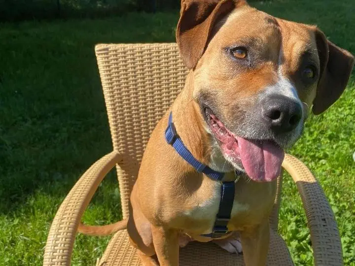 Adozione cane, femmina, Razza sconosciuta, 6 anni e 9 mesi, taglia media, Monza