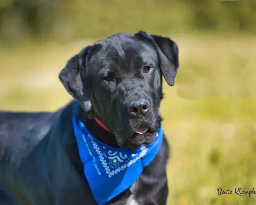 Adozione cane, maschio, Corso, 6 anni e 11 mesi, taglia gigante, Roma