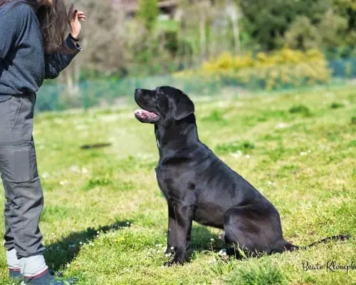 Adotta un cane, taglia gigante, maschio, Roma