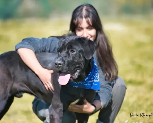 Adotta un cane, maschio, 6 anni e 11 mesi, Roma