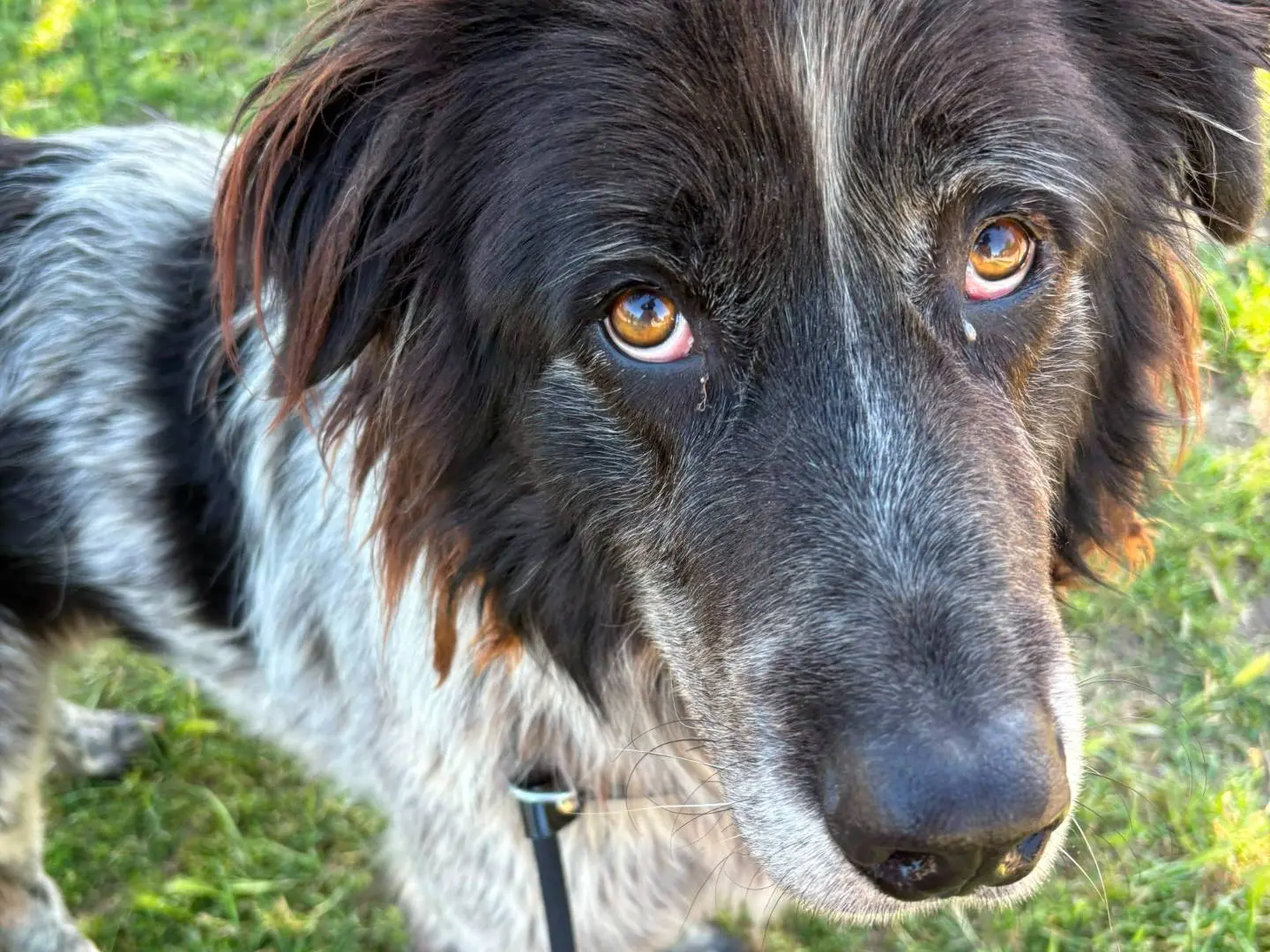 Adozione cane, maschio, Pastore maremmano Terranova, 3 anni e 5 mesi, taglia gigante, Roma