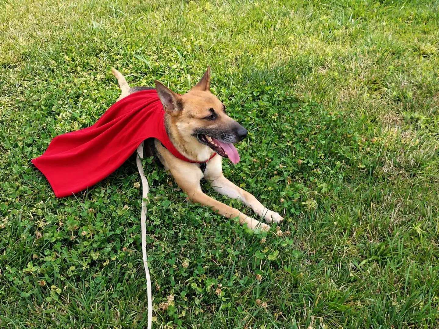 Adozione cane, maschio, Pastore tedesco Razza sconosciuta, 3 anni e 9 mesi, taglia media, Cuneo