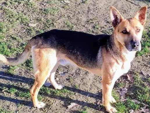 Adotta un cane, taglia media, maschio, Cuneo