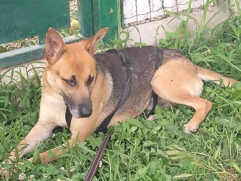 Vuoi adottare un cane a Cuneo?