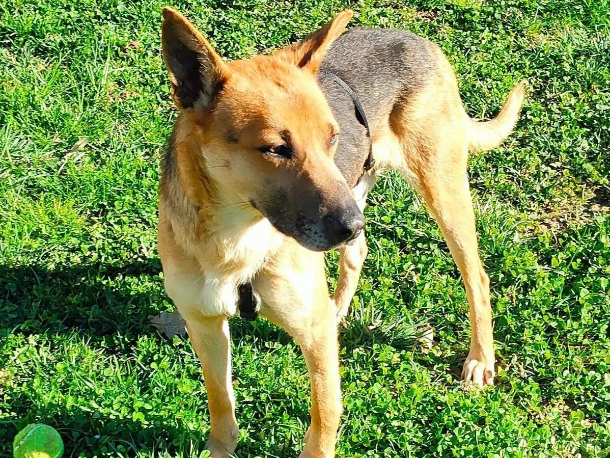 Adotta un cane, maschio, 3 anni e 9 mesi, Cuneo