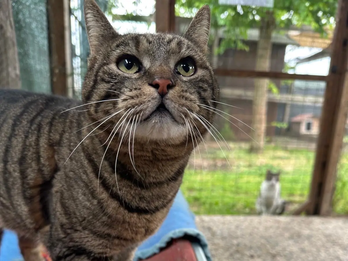 Adozione gatto, maschio, Razza sconosciuta Razza sconosciuta, 3 anni e 4 mesi, taglia non valida, Roma