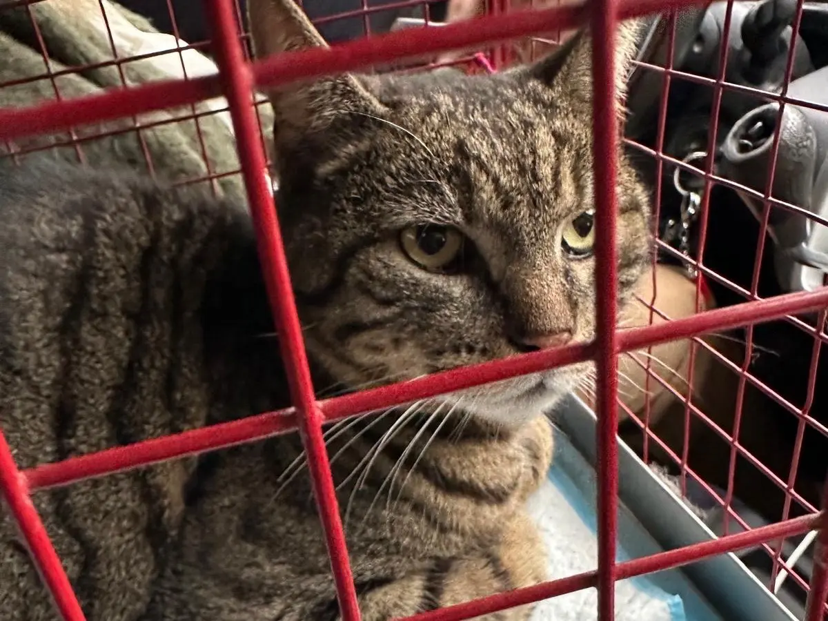 Adotta un gatto, maschio, 3 anni e 4 mesi, Roma