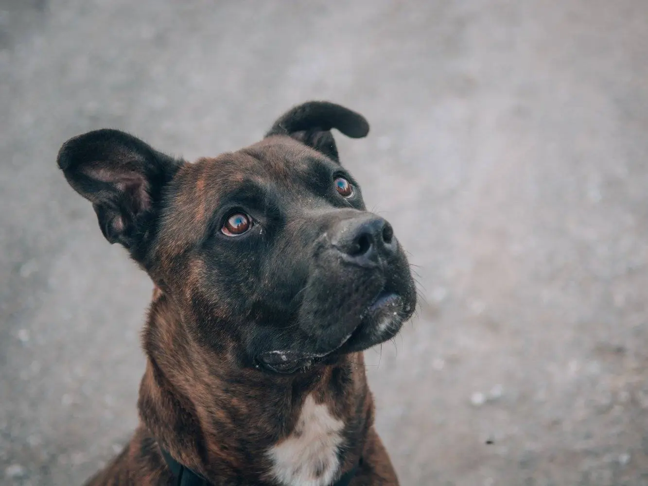 Adotta il cane Bacon a Bologna