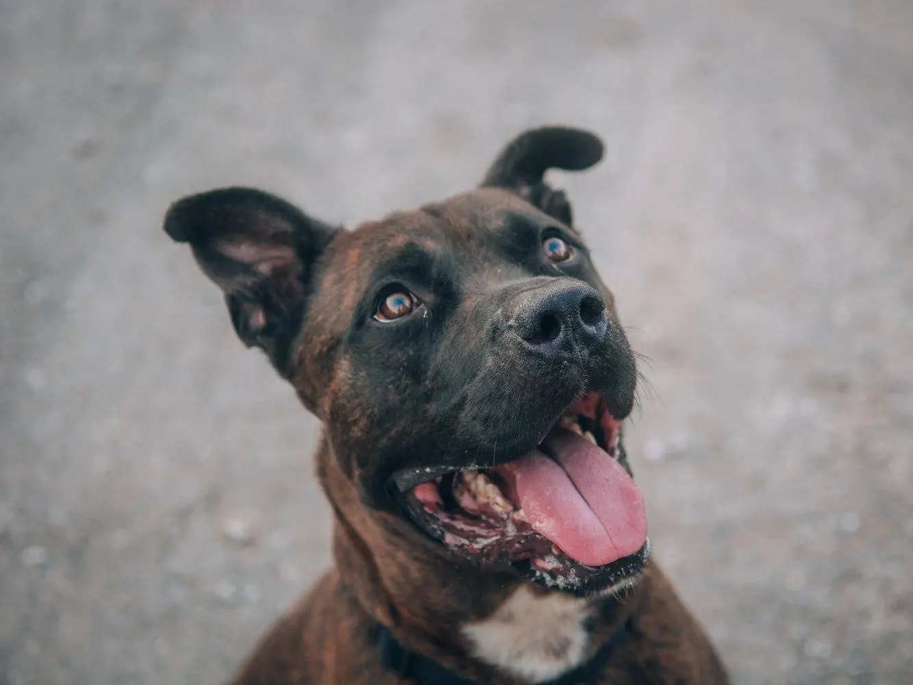Adozione cane, maschio, meticcio, 10 anni e 4 mesi, taglia grande, Bologna