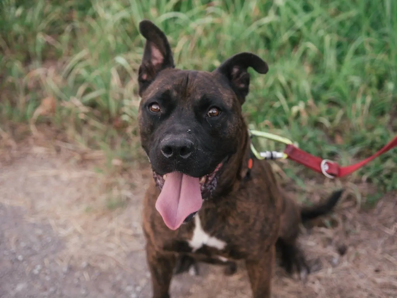 Adotta un cane, maschio, 10 anni e 4 mesi, Bologna