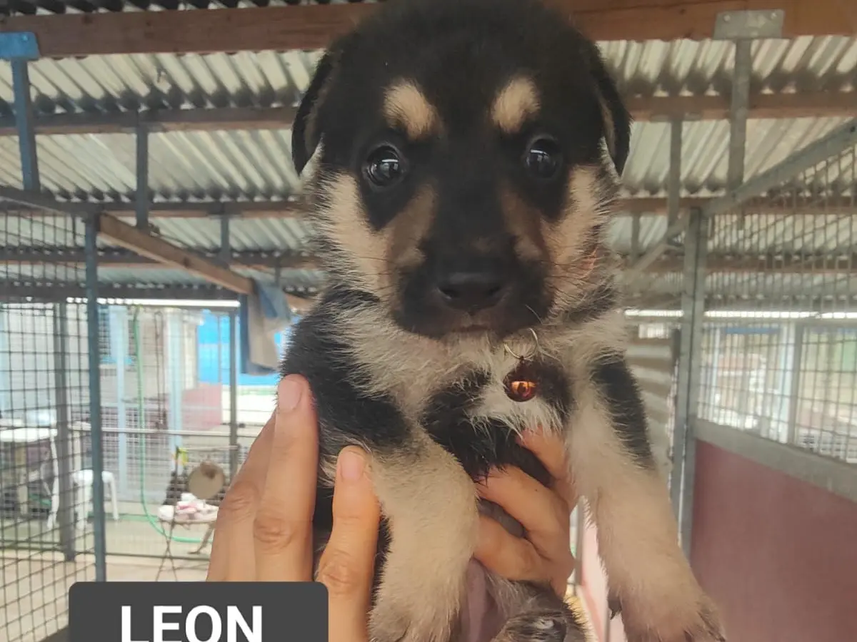 Adozione cane, maschio, Pastore tedesco Razza sconosciuta, 2 mesi, taglia grande, Vibo
