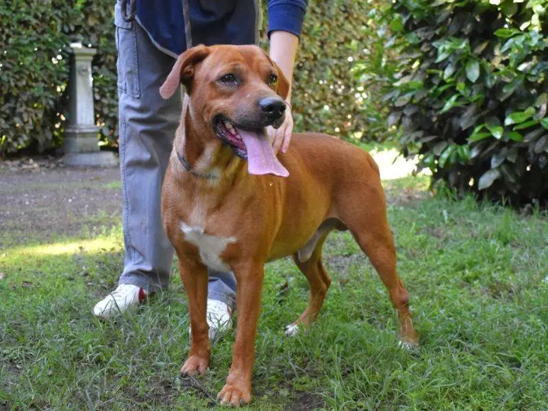 Adotta un cane, maschio, 3 anni e 3 mesi, Roma