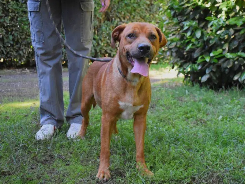 Adozione cane, maschio, Razza sconosciuta Razza sconosciuta, 3 anni e 3 mesi, taglia media, Roma