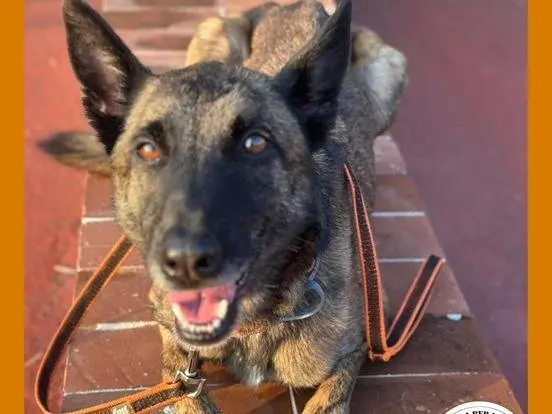Adotta un cane, maschio, 6 anni e 9 mesi, Varese