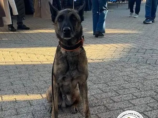 Adozione cane, maschio, Pastore Belga Malinois Razza sconosciuta, 6 anni e 9 mesi, taglia media, Varese