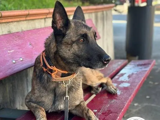 Vuoi adottare un cane a Varese?