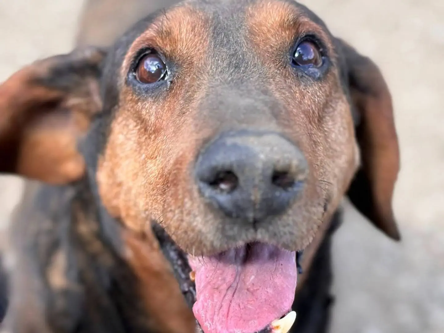 Adotta un cane, taglia media, maschio, Firenze