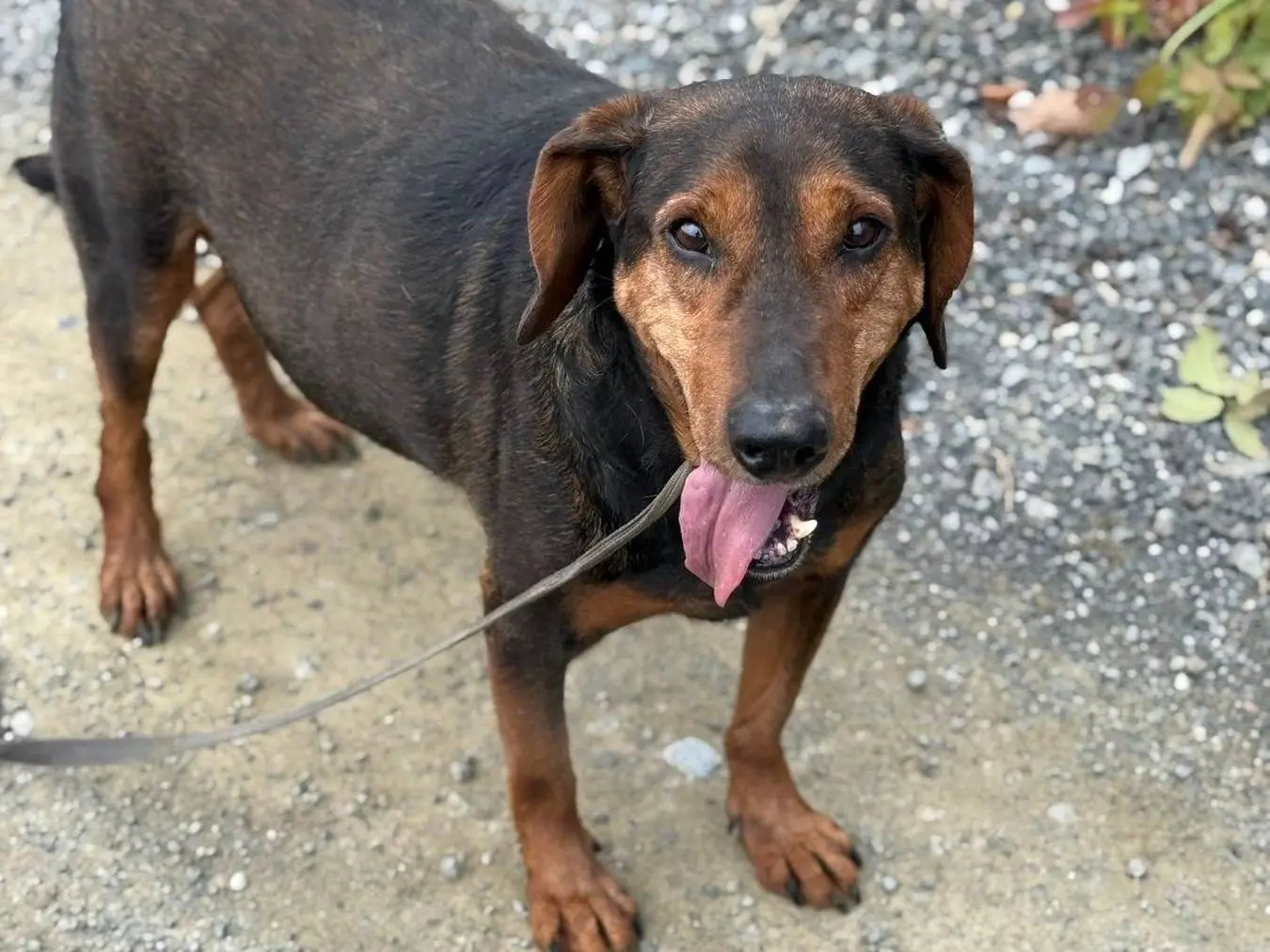 Adotta un cane, maschio, 10 anni e 5 mesi, Firenze