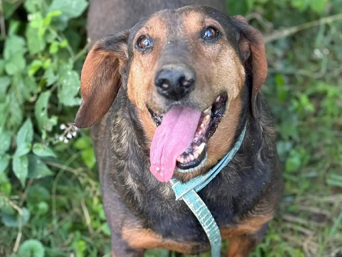Adozione cane, maschio, Razza sconosciuta Razza sconosciuta, 10 anni e 5 mesi, taglia media, Firenze