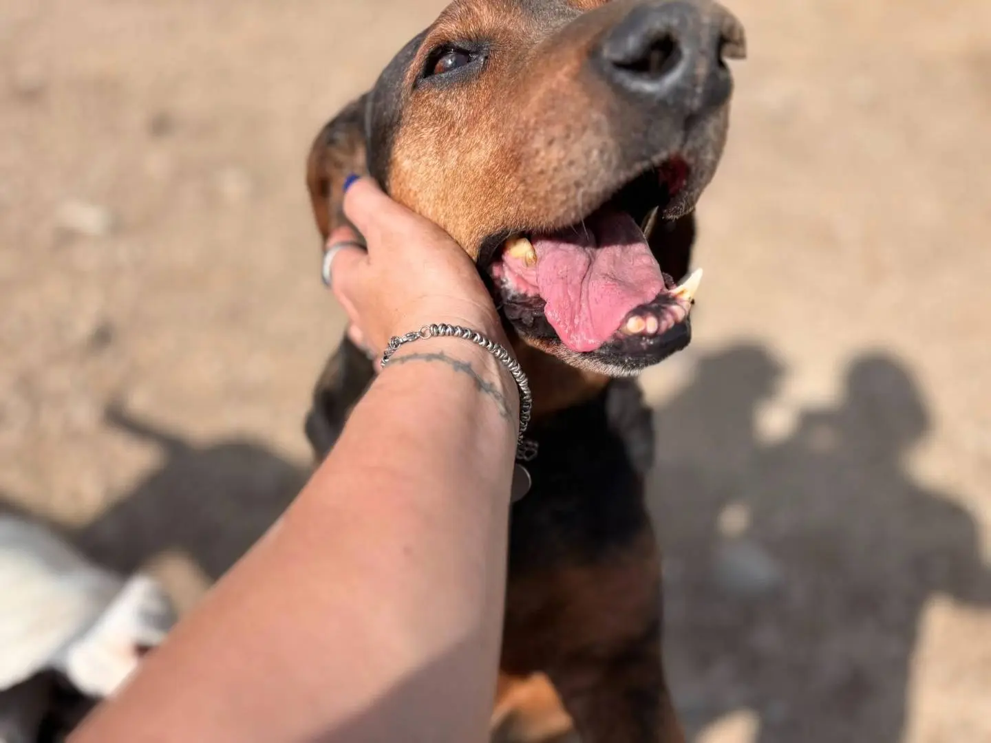 Vuoi adottare un cane a Firenze?