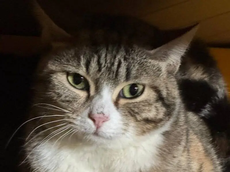 Adozione gatto, femmina, Razza sconosciuta Razza sconosciuta, 1 anno e 7 mesi, taglia non valida, Monza