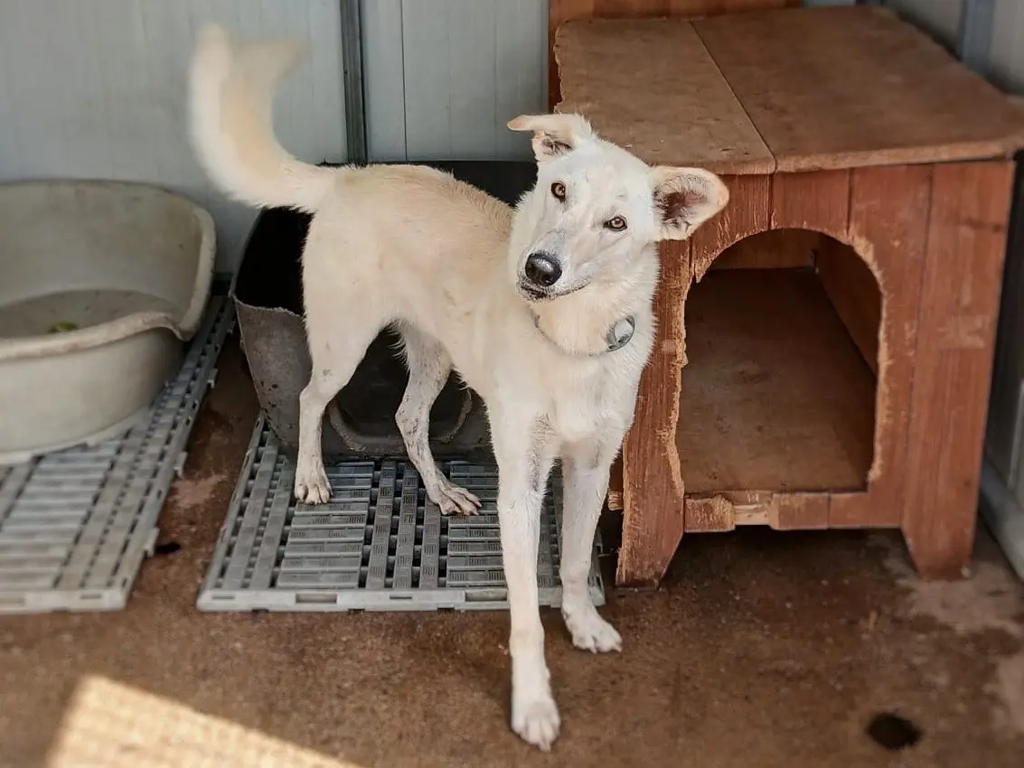 Adotta un cane, femmina, 1 anno, Crotone