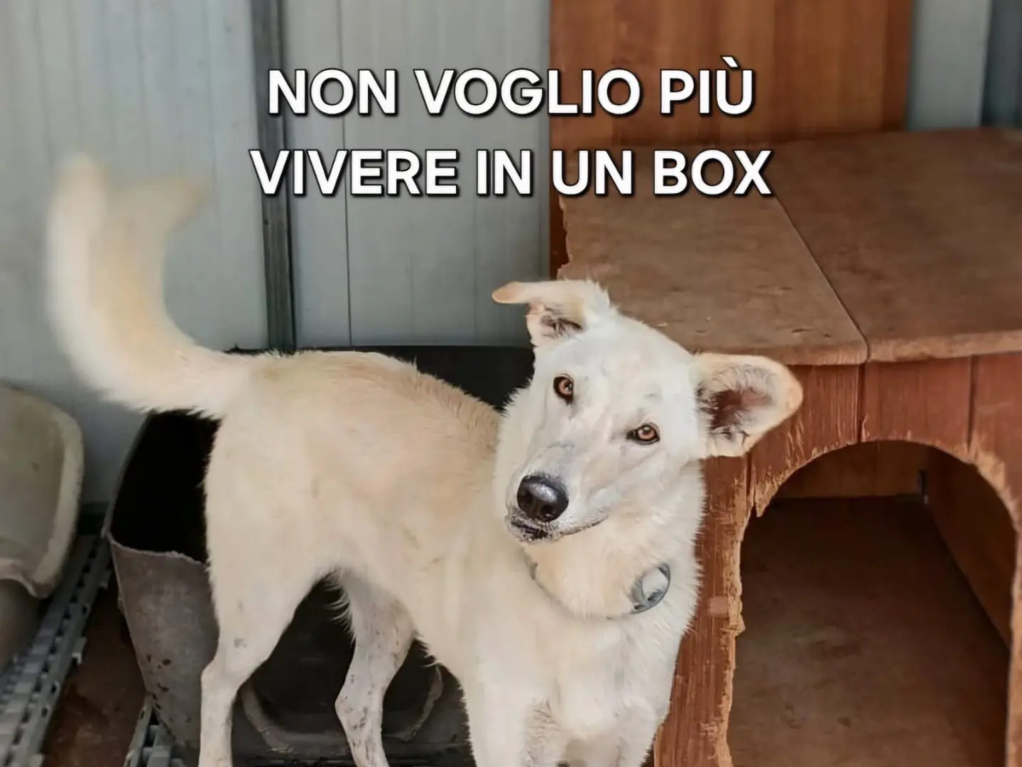Adotta il cane Eris a Crotone