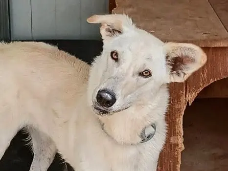 Vuoi adottare un cane a Crotone?
