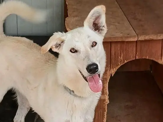Adozione cane, femmina, Razza sconosciuta Razza sconosciuta, 1 anno, taglia media, Crotone