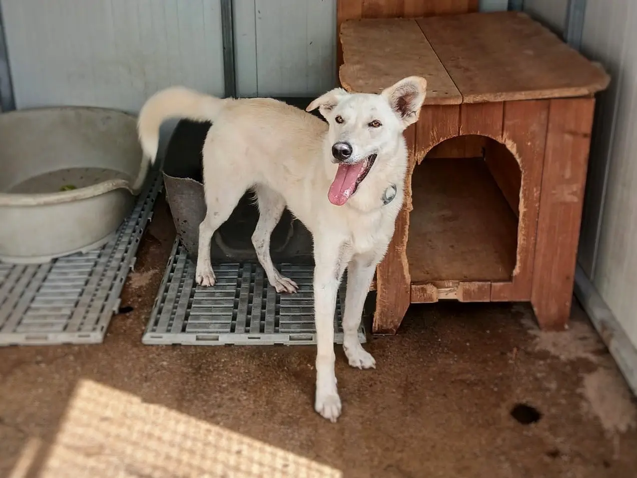 Adotta un cane, taglia media, femmina, Crotone